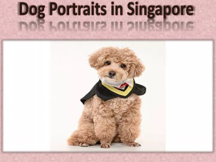 dog portraits in singapore