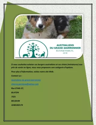 Acheter un chiot berger australien