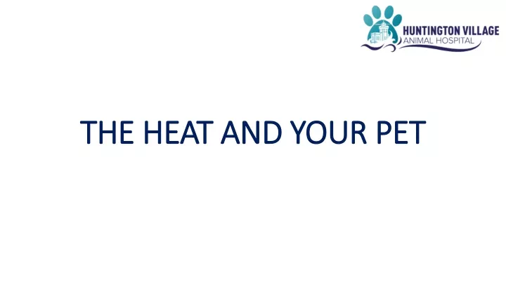 the heat and your pet the heat and your pet