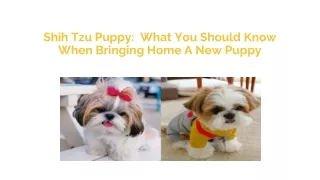 Shih Tzu Puppy - What You Should Know When Bringing Home A New Puppy