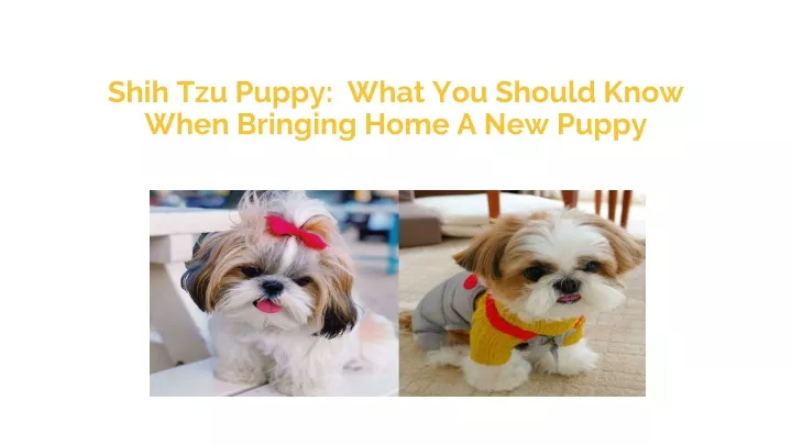 shih tzu puppy what you should know when bringing home a new puppy