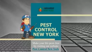 pest control new york