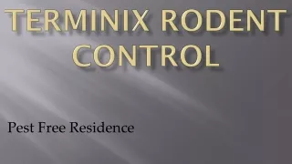 Terminix Rodent Control