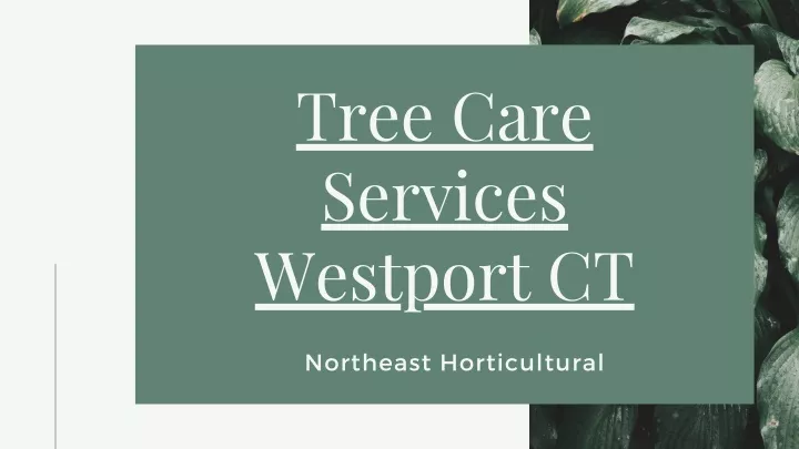 tree care services westport ct