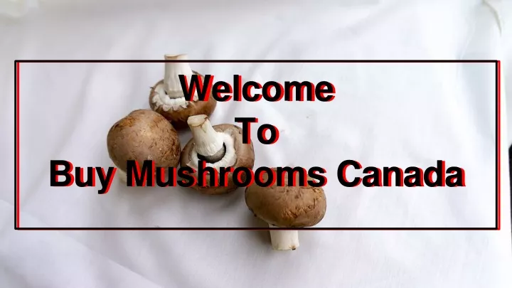 welcome to buy mushrooms canada