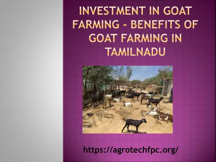 investment in goat farming benefits of goat farming in tamilnadu