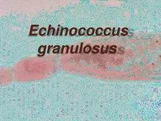 echinococcus