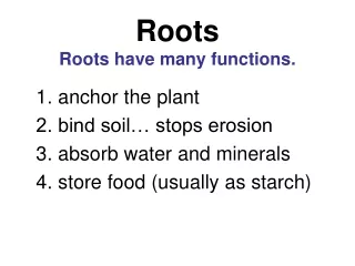 Structure of the root