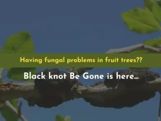 Fruit Tree Fungus Treatment-Contact Black Knot Be Gone