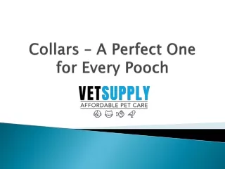 Collars – A Perfect One for Every Pooch