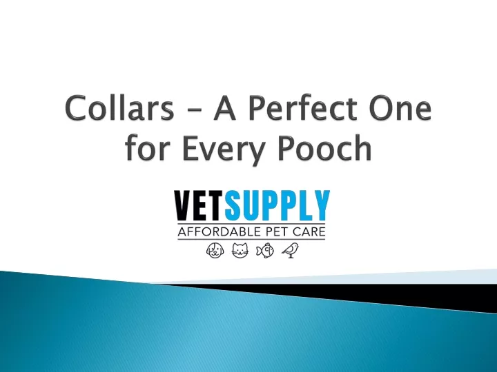collars a perfect one for every pooch