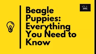 Buy beagle puppies online