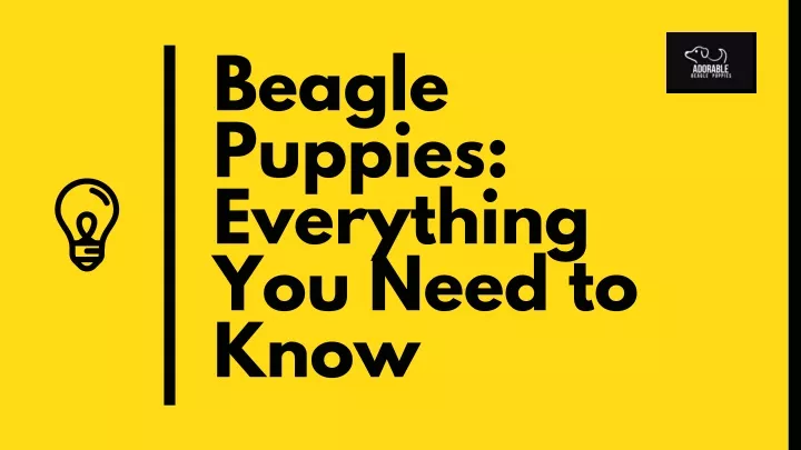 beagle puppies everything you need to know