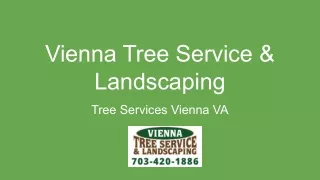 Vienna Tree Service & Landscaping