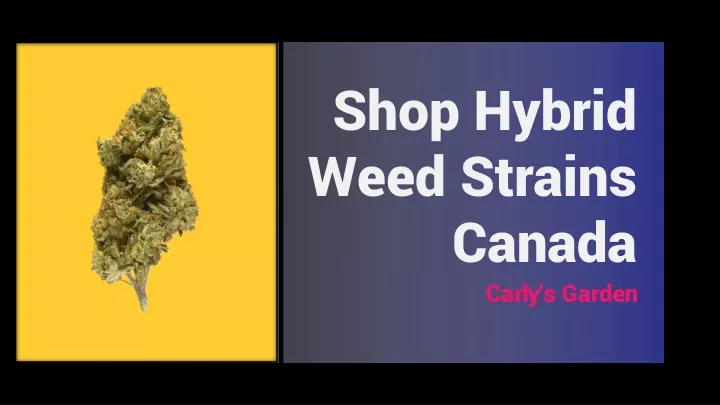 shop hybrid weed strains canada