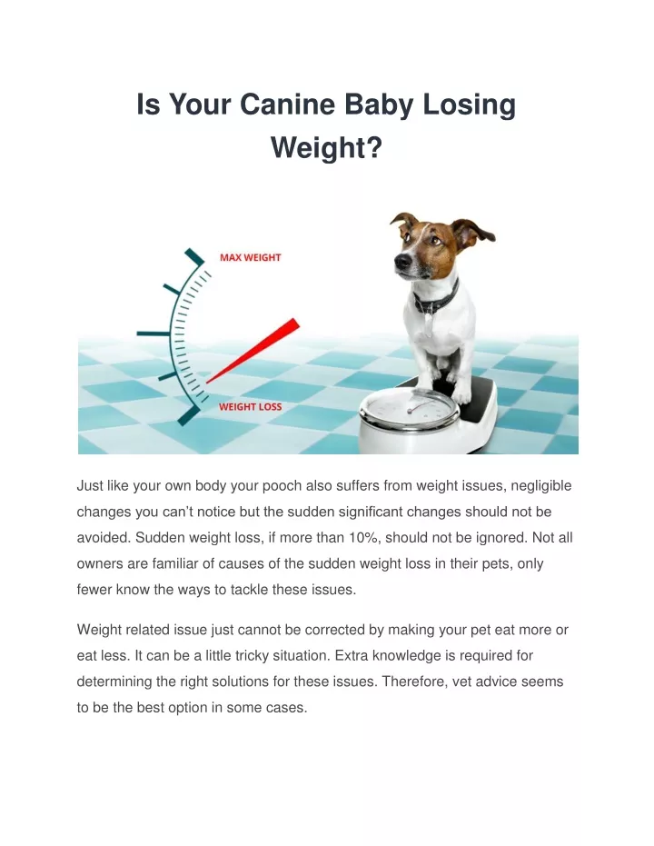is your canine baby losing weight