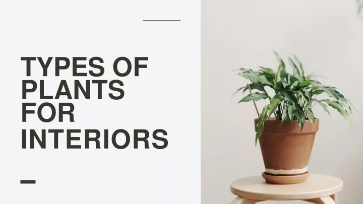 types of plants for interiors