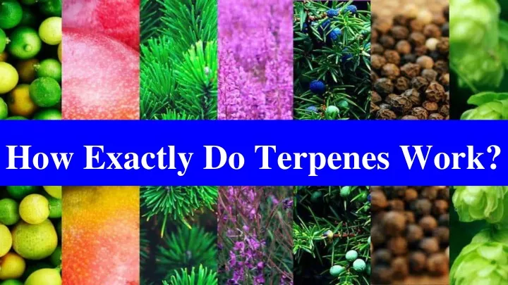how exactly do terpenes work