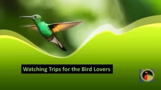 Watching Trips for the Bird Lovers