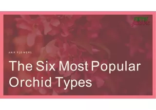 The Six Most Popular Orchid Types