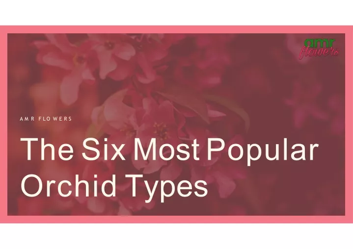 the six most popular orchid types