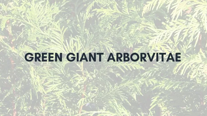green giant arborvitae