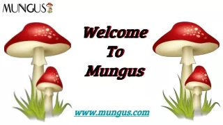 Buy Treasure Coast Magic Mushrooms | mungusshrooms