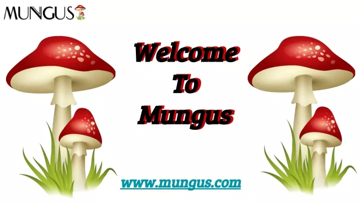 welcome welcome to to mungus mungus