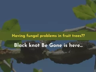 Fruit tree fungus treatment-Prevent Black Knot Diseases