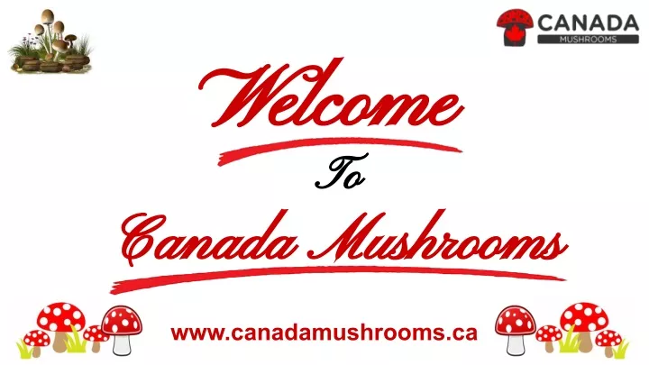 welcome welcome to to canada mushrooms canada