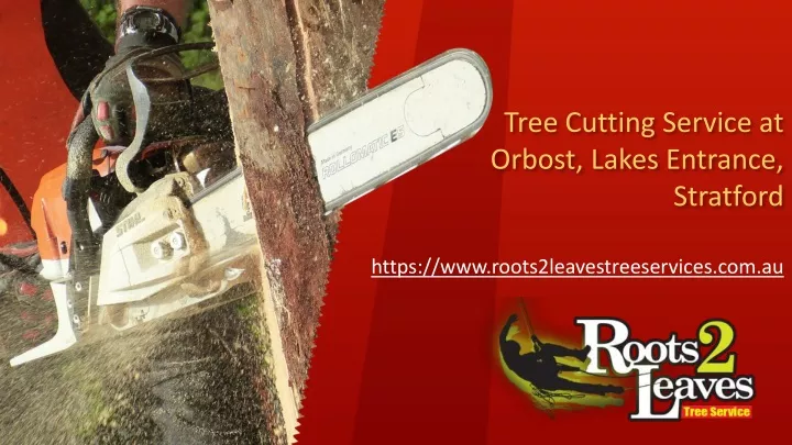 tree cutting service at orbost lakes entrance stratford