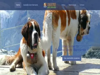 Saint Bernard Puppies Breeders