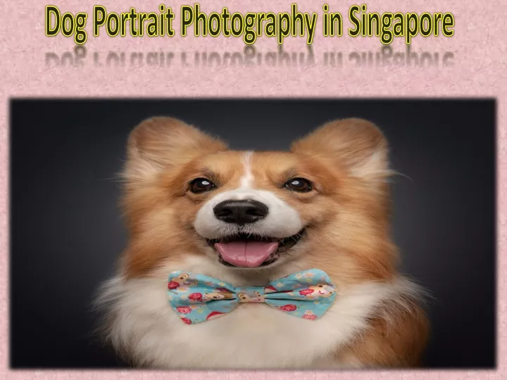 dog portrait photography in singapore