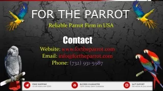 ForTheParrot – Reliable Parrot Farm in USA