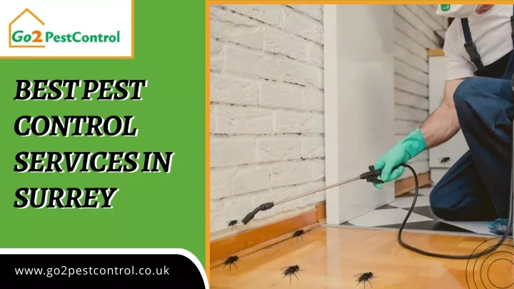 best pest control services in surrey