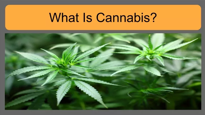 what is cannabis