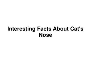 Interesting Facts About Cat's Nose