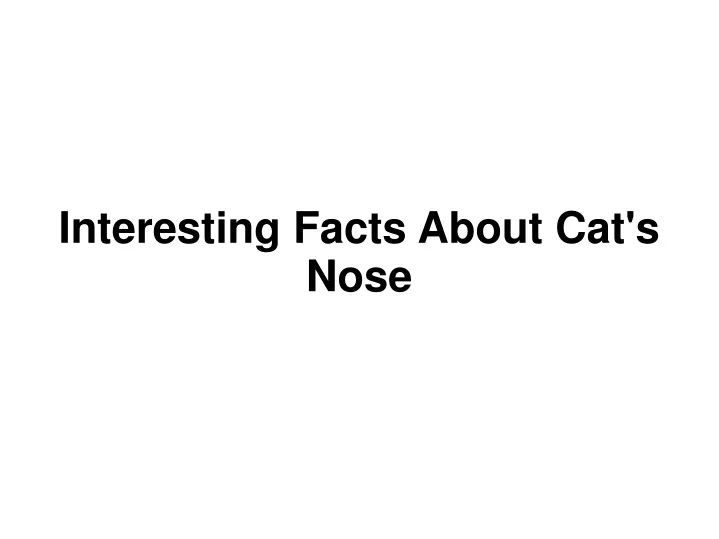 interesting facts about cat s nose