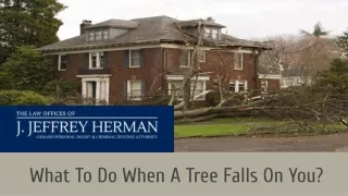 What To Do When A Tree Falls On You?