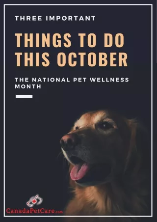 3 Important Things To Do This October – The National Pet Wellness Month