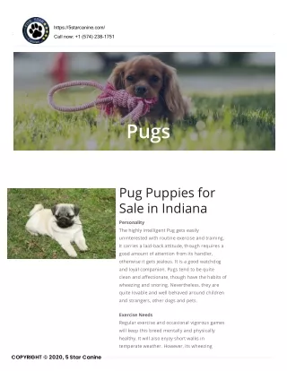 Puppies For Sale in Indiana