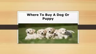 Where To Buy A Dog Or Puppy