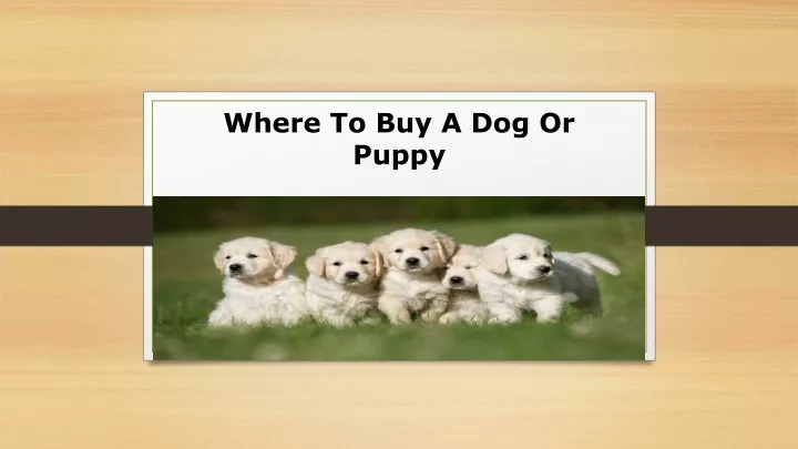 where to buy a dog or puppy