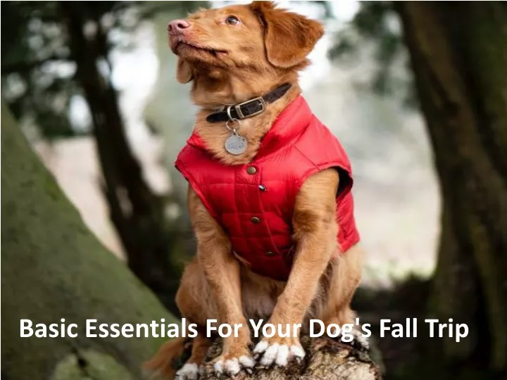 basic essentials for your dog s fall trip