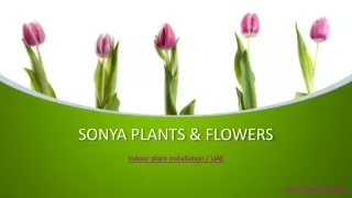 Sonya Plants & Flowers -Indoor Plant Maintenance Services in Dubai