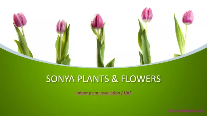 sonya plants flowers