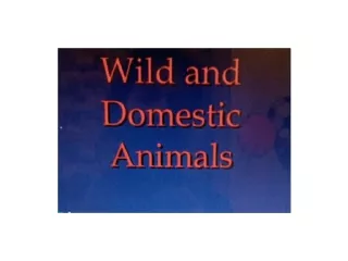 Domestic And Wild Animals