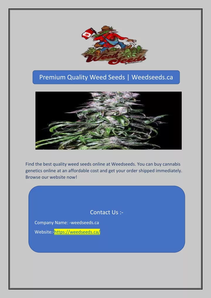 premium quality weed seeds weedseeds ca
