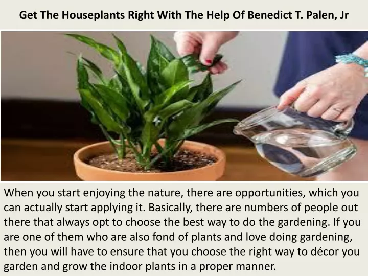 get the houseplants right with the help of benedict t palen jr