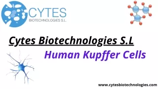 Human kupffer cells | Cytes Biotechnologies S.L